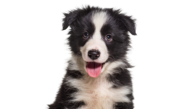Isolated adorable fluffy black and white Border Collie puppy looking directly at camera, playful and happy