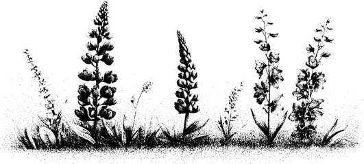 Obraz premium Stippled black and white lupin and delphinium cottage border scene background for floral design and decorative trim elements