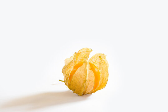 physalis on white background