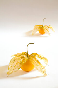physalis on white background