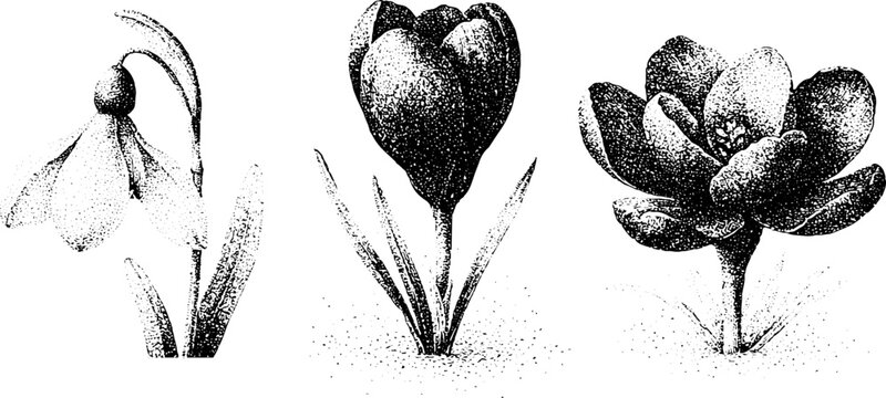Stippled botanical snowdrop crocus and early spring floral composition in black and white for design background and stationery