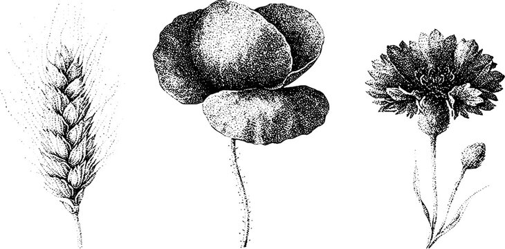 Black and white stippled botanical illustration of wheat spike poppy bloom and cornflower bud for vintage label background and poster design