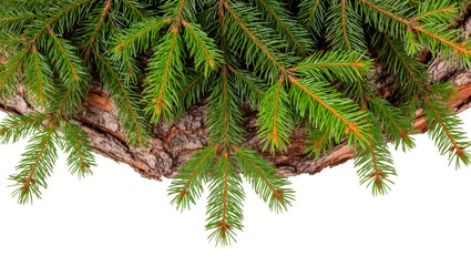Isolated fresh green spruce branches with pinecones and natural wood bark, vibrant coniferous © Lucas