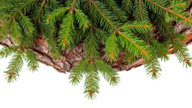 Isolated fresh green spruce branches with pinecones and natural wood bark, vibrant coniferous