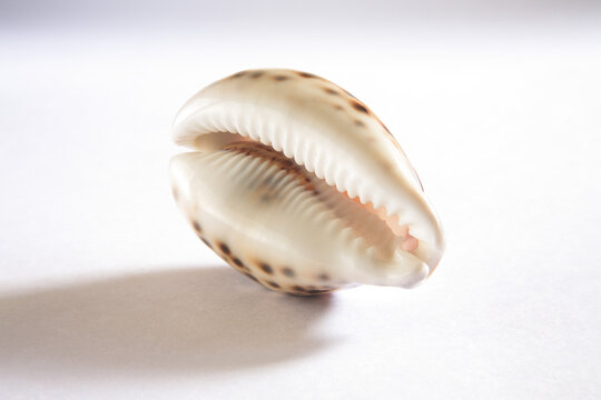 seashell on white background