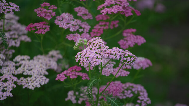 Flowers bloom in a garden with pink and white yarrow on a sunny day