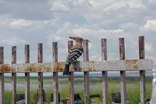Single Eurasian hoopoe bird perched on rusty metal fence in Tuva steppe