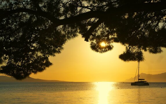 Sailing boat on the sea in beautiful golden sunset by the pine tree, summer landscape and sea transport background