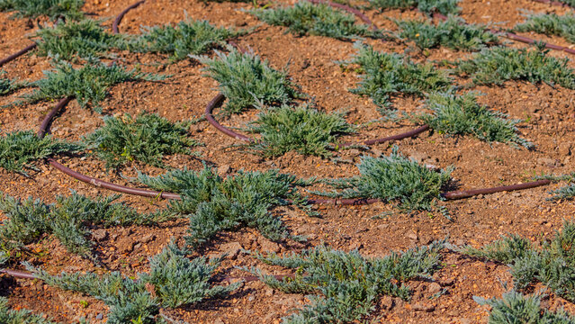 Popular Evergreen Ground Cover Creeping Juniper Plants With Automated Drip Irrigation Pipes City Park