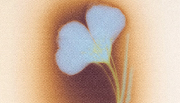 Dreamy Botanical Silhouettes with Soft Gradient Glow and Grainy Paper Texture