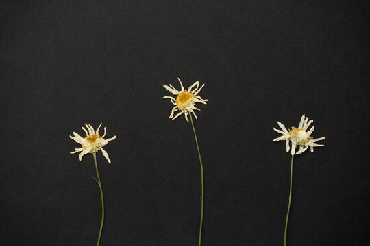 Pressed dried chamomile flowers on black paper background.