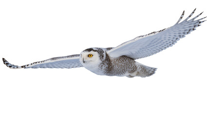 Isolated beautiful majestic snowy owl in elegant flight with powerful wings spread wide © Ioana