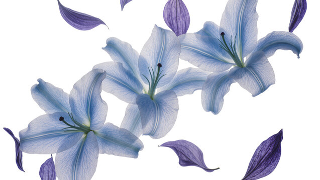 Isolated delicate light blue lilies and graceful purple petals with translucent beauty