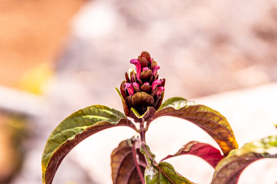 Justicia carnea pertenece a la familia Acanthaceae.