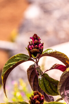 Justicia carnea pertenece a la familia Acanthaceae.