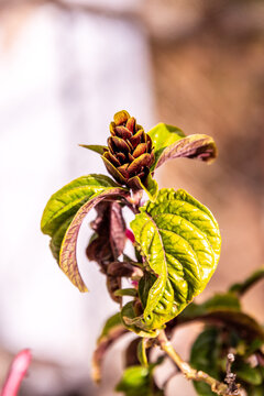 Justicia carnea pertenece a la familia Acanthaceae.