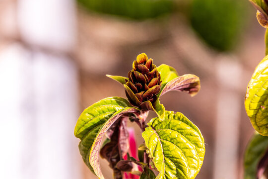 Justicia carnea pertenece a la familia Acanthaceae.