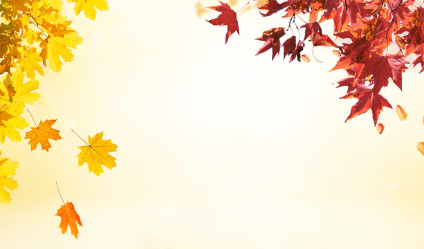 Autumn Leaves Border with Warm Yellow Background and Copy Space