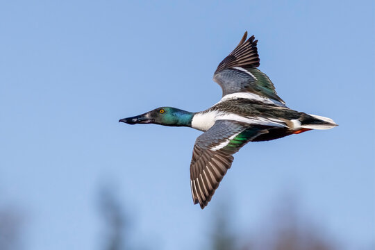 Northern Shoveler