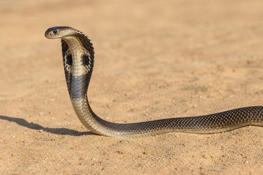 Egyptian cobra with expanded hood moving across textured sand.