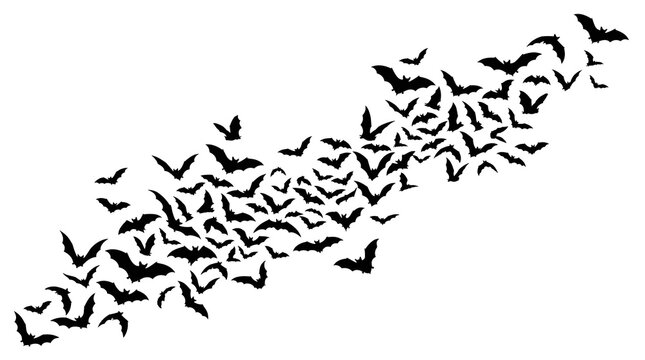 Large swarm of flying bats in a flock