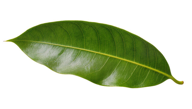 Isolated fresh green mango leaf, vibrant color and intricate venation, natural botany element