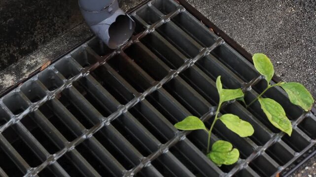 Storm drain grate with rainwater downspout and young green plant growing through metal grid, urban drainage system close up