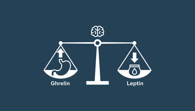 Scientific illustration showing the hormonal balance of ghrelin and leptin regulating hunger and satiety in brain.