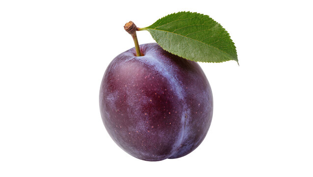 Isolated juicy fresh ripe organic purple plum fruit with green leaf and stem, perfect healthy snack.