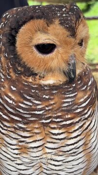 Close-up of a brown and white owl with distinctive feather patterns. The owl has large, dark eyes and a rounded face, showcasing its unique features.