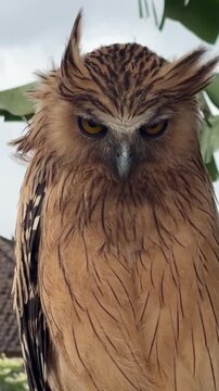 A close-up of a brown and cream-colored owl with striking yellow eyes. The owl has distinctive feather patterns and a serious expression, perched outdoors.