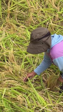 A person harvesting rice in a field. The individual wears a brown hat and a blue and pink shirt. Green rice plants surround them, indicating agricultural activity.