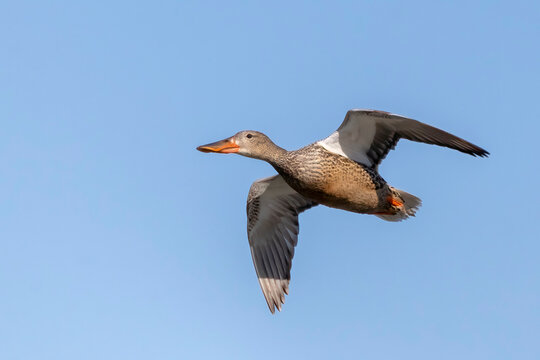 Northern Shoveler