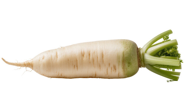 Isolated fresh daikon radish with vibrant green leaves, healthy organic root vegetable produce.