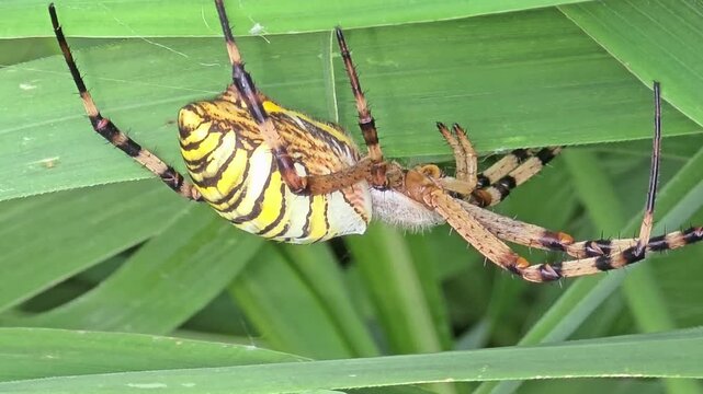 
Macro shot of a Wasp Spider (Argiope bruennichi) waiting on its web in the grass, 4K UHD#003

