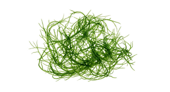 Microscopic view of green algae filaments forming a tangled mass