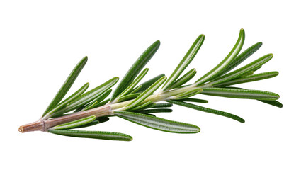 Fototapeta premium Isolated fresh rosemary sprig, aromatic green herb, essential culinary ingredient