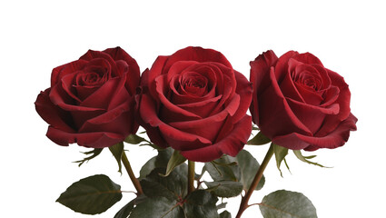 Fototapeta premium Isolated bouquet of three magnificent dark red roses in full bloom, symbolizing romance