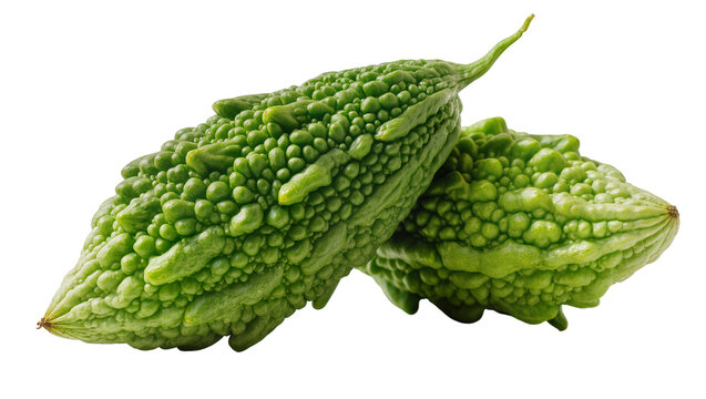 Isolated two fresh raw organic bitter gourds, healthy green vegetable food ingredient