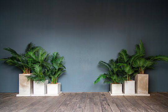 Interior setup featuring green potted plants in modern concrete planters arranged on a wooden floor against a dark grey painted wall, ideal for interior design and background concepts.