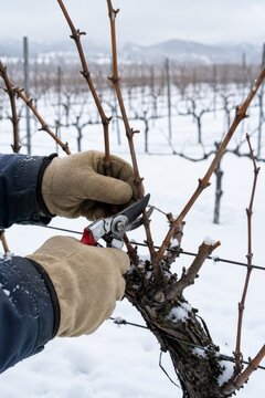 Winemaker pruning grapevine in vineyard during winter. Farmer wearing glove uses secateurs for cut branch in snowy field. Agriculture work, viticulture process to prepare vine for spring.