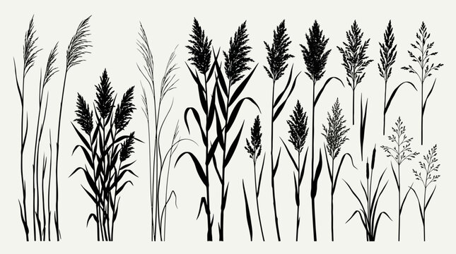 CAD tree lines Black silhouette grass Vintage botanical reed silhouettes, collection of black grass and cattail vector elements, wild meadow plant illustrations for rustic design isolated on