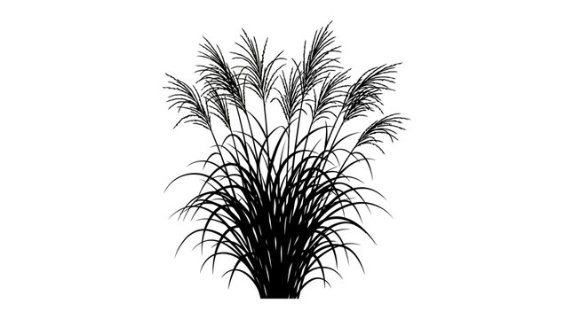 CAD tree lines Black silhouette grass Pampas grass silhouette vector, black ornamental grass plant illustration, decorative garden reed and wild meadow foliage for landscape design isolated on