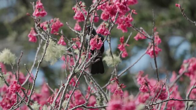 A native Tui bird feeding on vibrant pink blossoms of a cherry tree in Cornwall Park, Auckland, New Zealand, gathering nectar during the spring season.