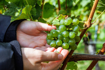 Obraz premium Closeup of hands picking and holding the harvested ripe green grapes from a grape cluster in a Würzburg vineyard 