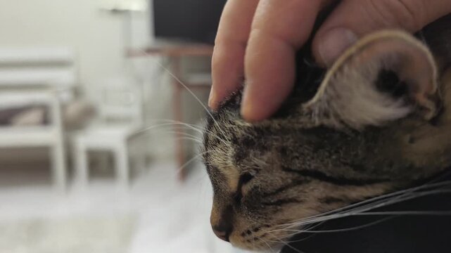 In a cozy living room, a loving hand strokes a happy kitten's head. The furry friend closes its eyes, enjoying the affection. Such moments bring pure joy and warmth to the heart.