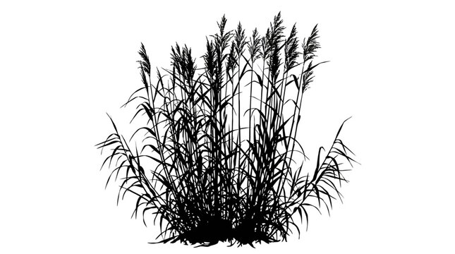 CAD tree lines Black silhouette grass Black silhouette of tall marsh reeds and pampas grass, wild wetland vegetation vector, botanical swamp plant illustration for landscape design isolated on