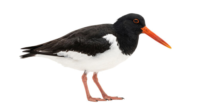 Eurasian Oystercatcher with striking orange beak and black and white plumage