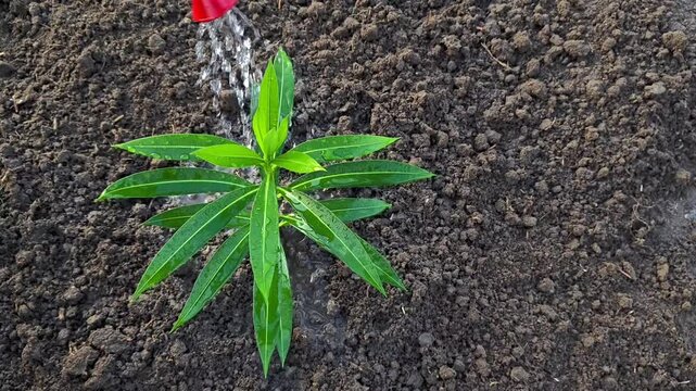 Watering a young green sapling in fertile soil with a watering can. Environmental conservation concept