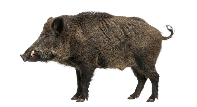 A wild boar stands profile view against a white background, showcasing its tusks